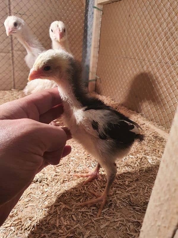 shamo chicks for sale 3