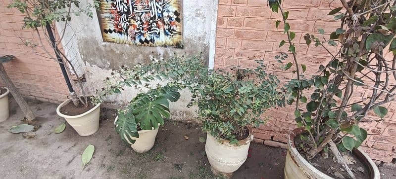 plants for sale 6