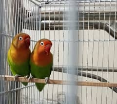 lovebirds