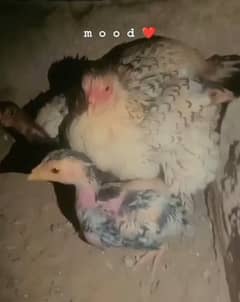 Aseel mushka trio breeding pair with  8  chuzay Heera kid salaithi maa