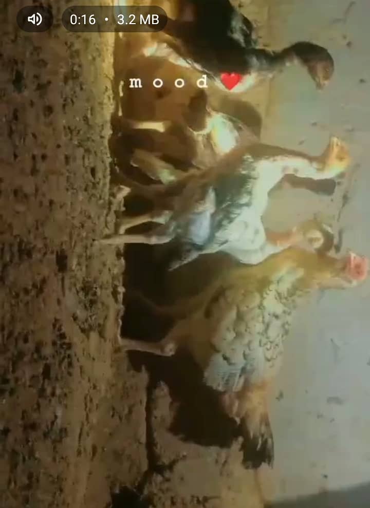 Aseel mushka trio breeding pair with  8  chuzay Heera kid salaithi maa 4