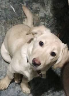 labrador