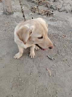 labrador puppy female very active