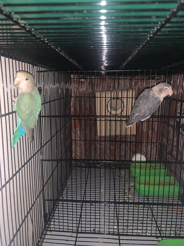 pineapple conure lovebird for sale 3