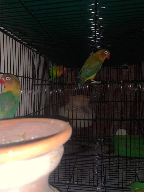 pineapple conure lovebird for sale 4