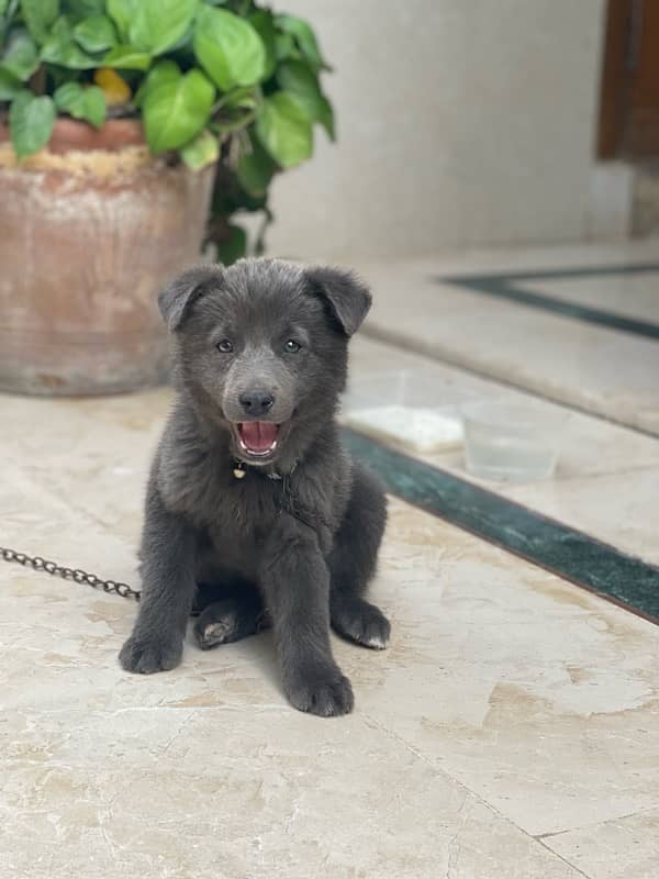 Belgian shepherd 1