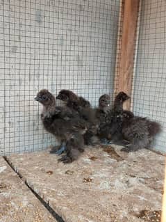 Black silkie top quality