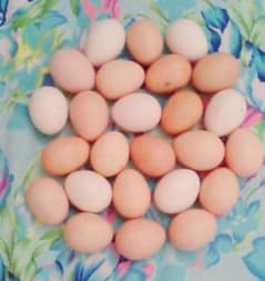 Pure Aseel 100% Fertile Eggs parents pic attached