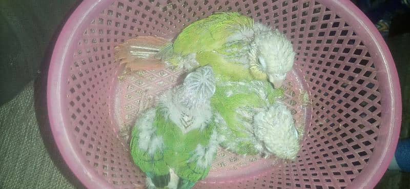 pineapple conure chick  exotic breed. 0