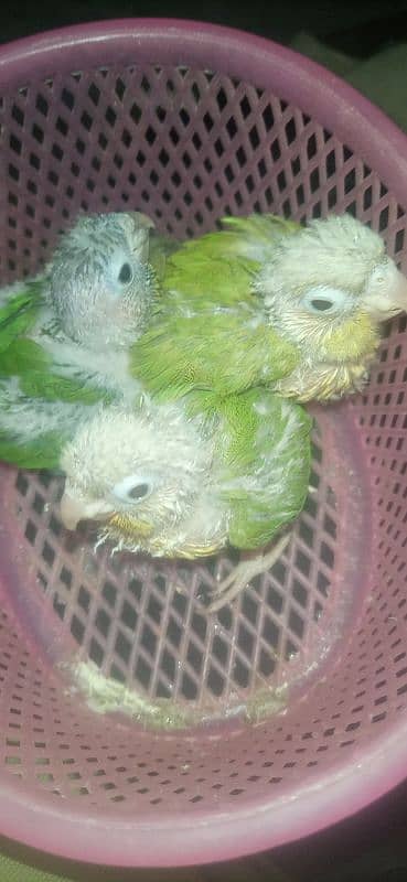 pineapple conure chick  exotic breed. 1