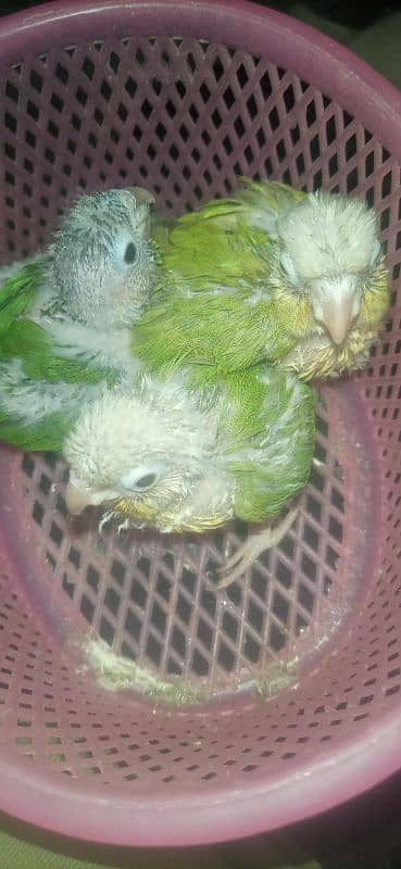 pineapple conure chick  exotic breed. 2