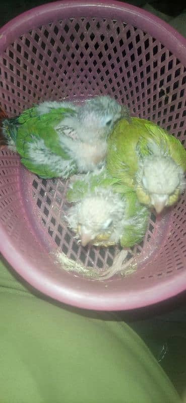 pineapple conure chick  exotic breed. 3