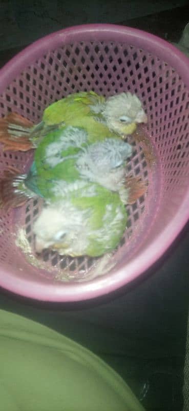 pineapple conure chick  exotic breed. 4