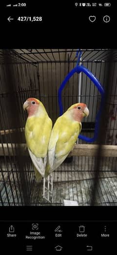 common lutino lovebirds