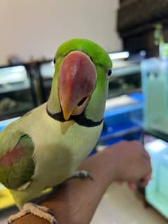 Tame Pahari Parrot With Cage