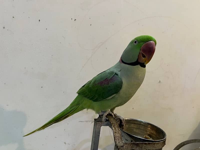 Tame Pahari Parrot With Cage 3