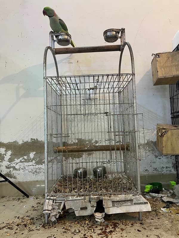 Tame Pahari Parrot With Cage 4