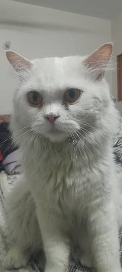 Dollface male cat available for sale