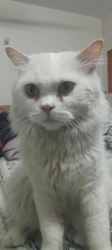 Dollface male cat available for sale 0