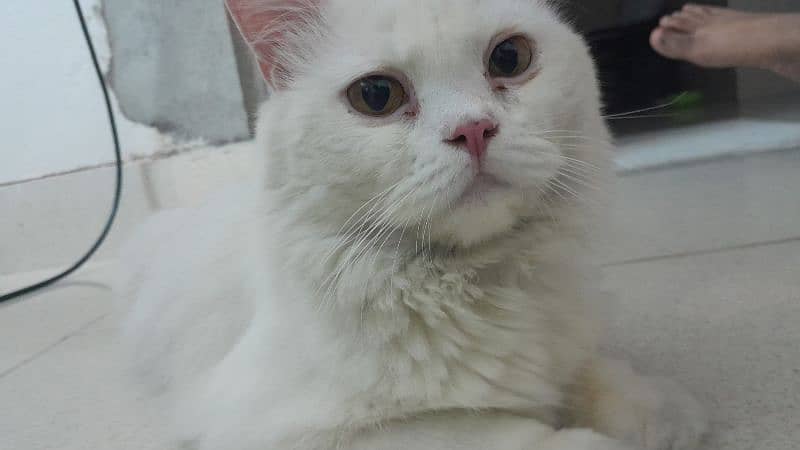 Dollface male cat available for sale 1