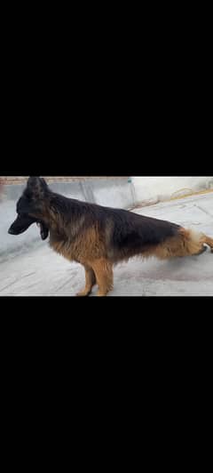 Big size german sheperhd long coat male for sale location mardan