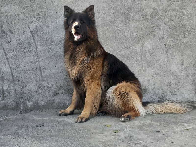 Big size german sheperhd long coat male for sale location mardan 1