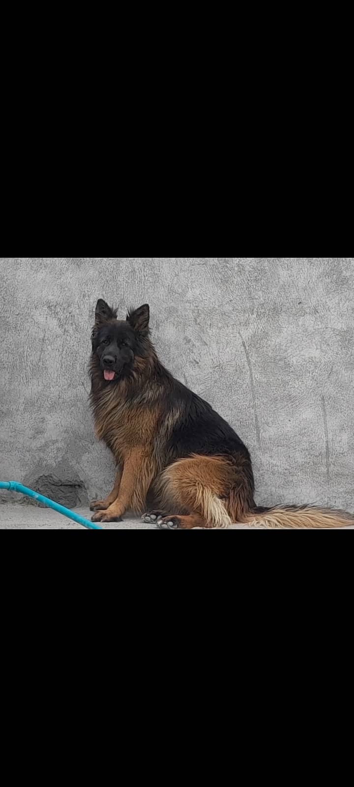 Big size german sheperhd long coat male for sale location mardan 2