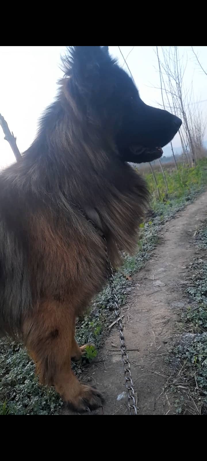 Big size german sheperhd long coat male for sale location mardan 3