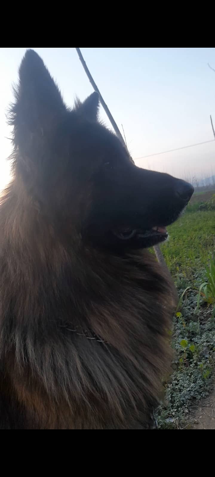 Big size german sheperhd long coat male for sale location mardan 4