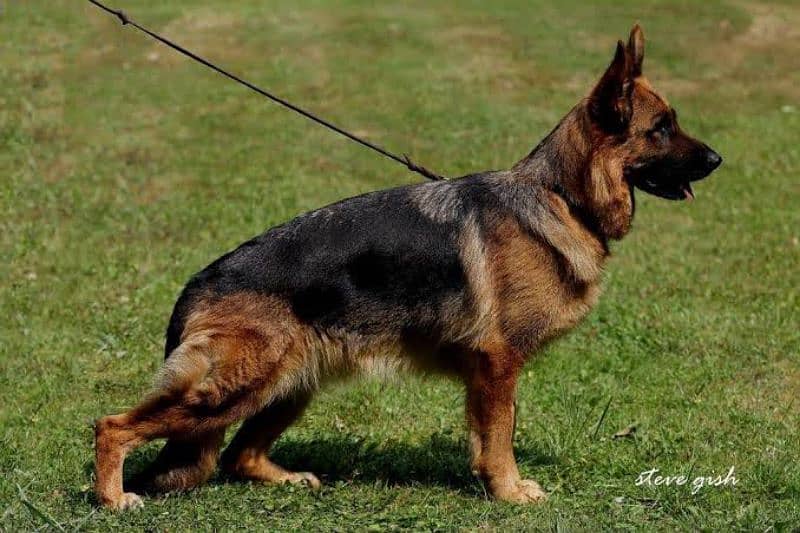 Double Coated pure german Shepherd 90,000. age 3 year 0