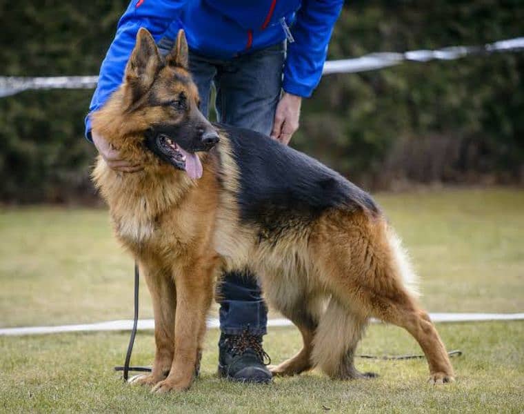 Double Coated pure german Shepherd 90,000. age 3 year 1