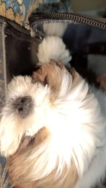 shih Tzu puppy 0