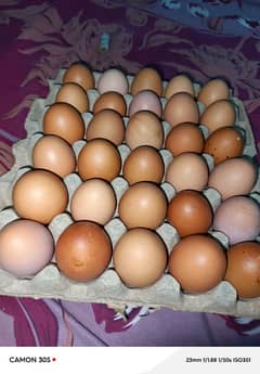 lohman bron hens eggs for sale one egg price 40