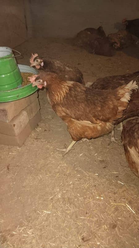 lohman bron hens eggs for sale one egg price 40 1