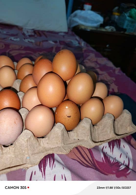 lohman bron hens eggs for sale one egg price 40 2