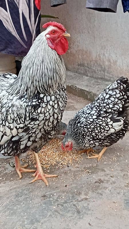 plymouth  heritage/silver laced wyandotte /light sussex 5