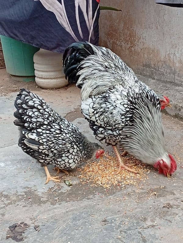 plymouth  heritage/silver laced wyandotte /light sussex 6