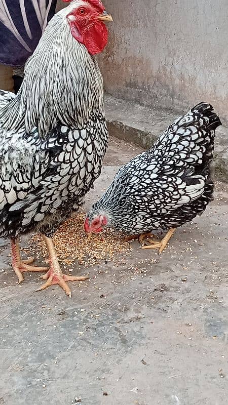 plymouth  heritage/silver laced wyandotte /light sussex 7