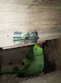 Ringneck pair breeder pair guarantee urgent sell 1 pair 18000