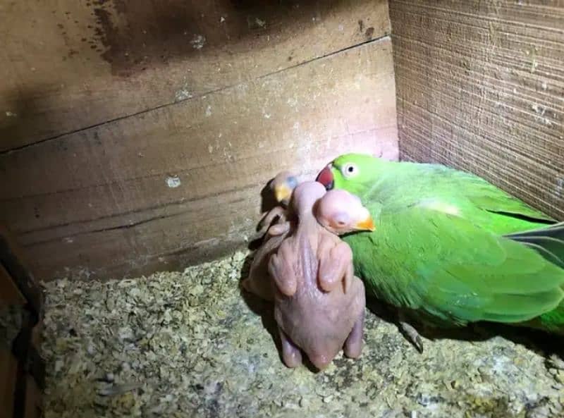 Ringneck pair breeder pair guarantee urgent sell 1 pair 18000 4