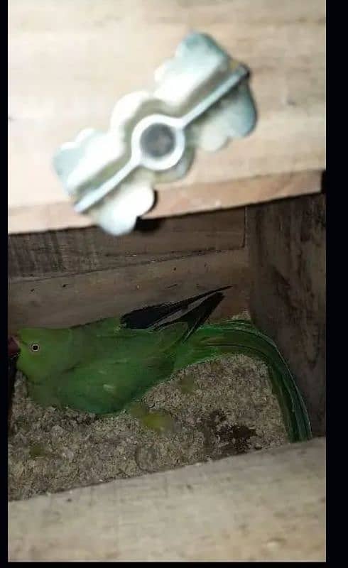 Ringneck pair breeder pair guarantee urgent sell 1 pair 18000 7