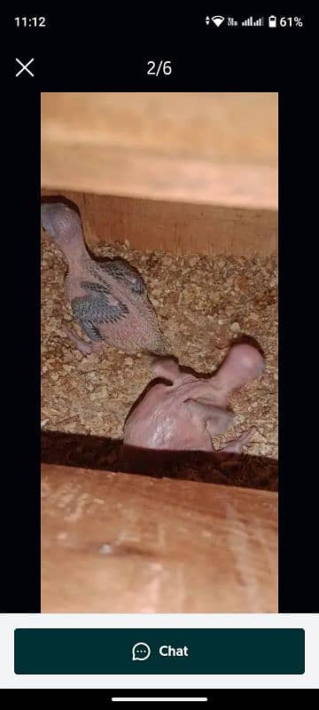 Ringneck pair breeder pair guarantee urgent sell 1 pair 18000 9