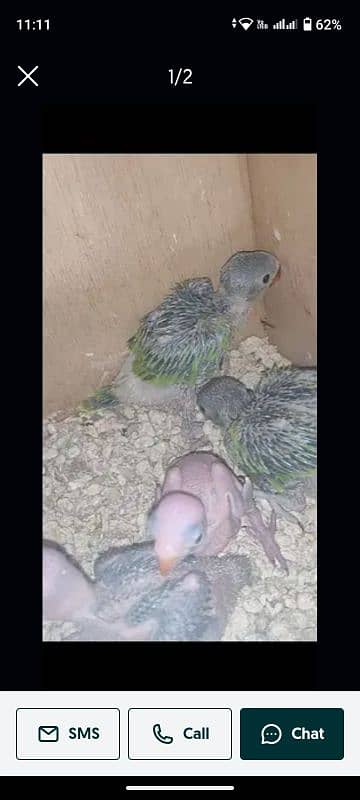 Ringneck pair breeder pair guarantee urgent sell 1 pair 18000 10