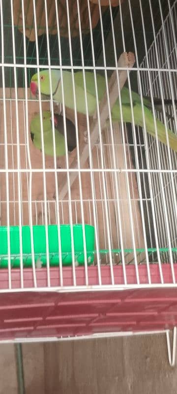 Ringneck pair breeder pair guarantee urgent sell 1 pair 18000 11