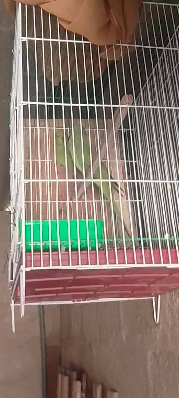 Ringneck pair breeder pair guarantee urgent sell 1 pair 18000 12