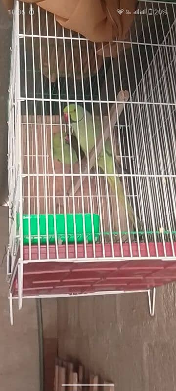 Ringneck pair breeder pair guarantee urgent sell 1 pair 18000 13