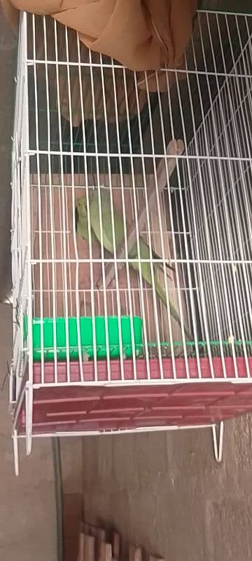 Ringneck pair breeder pair guarantee urgent sell 1 pair 18000 14