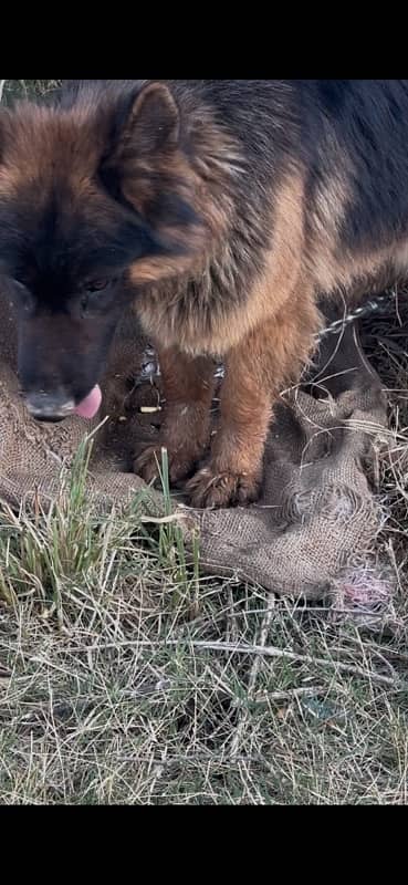 Pink Pedigree German Shepherd PGSD Club. 9