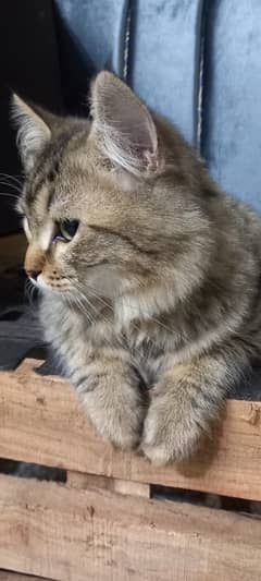 Tabby Persian cat