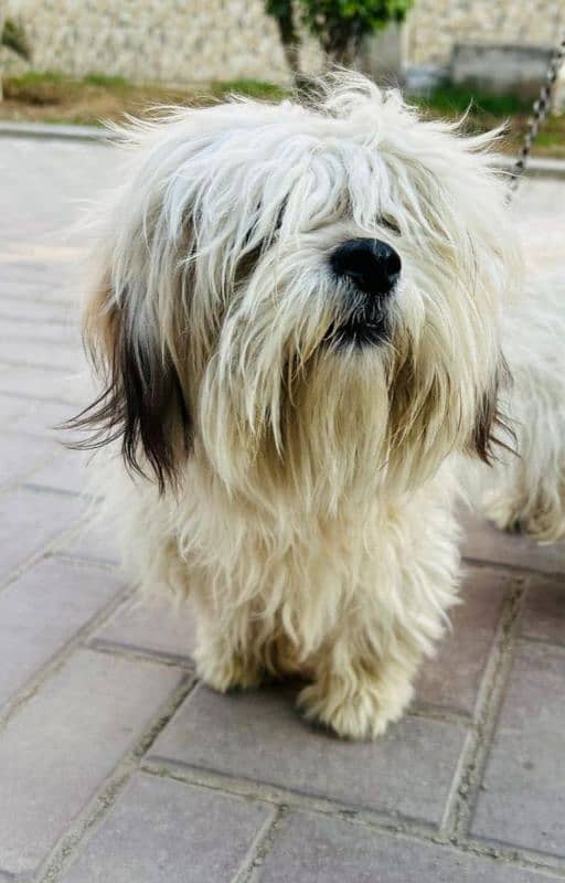 shih tzu 1